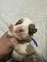 Carole, a female Pembroke Welsh Corgi for sale in Rochester, NY – 2 of 3