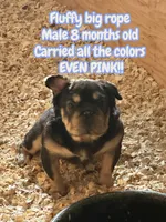 Wally, a male French Bulldog for sale in Rochester, NY – Photo 1 of 2