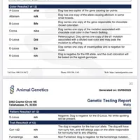 Wally, a male French Bulldog for sale in Rochester, NY – Photo 2 of 2