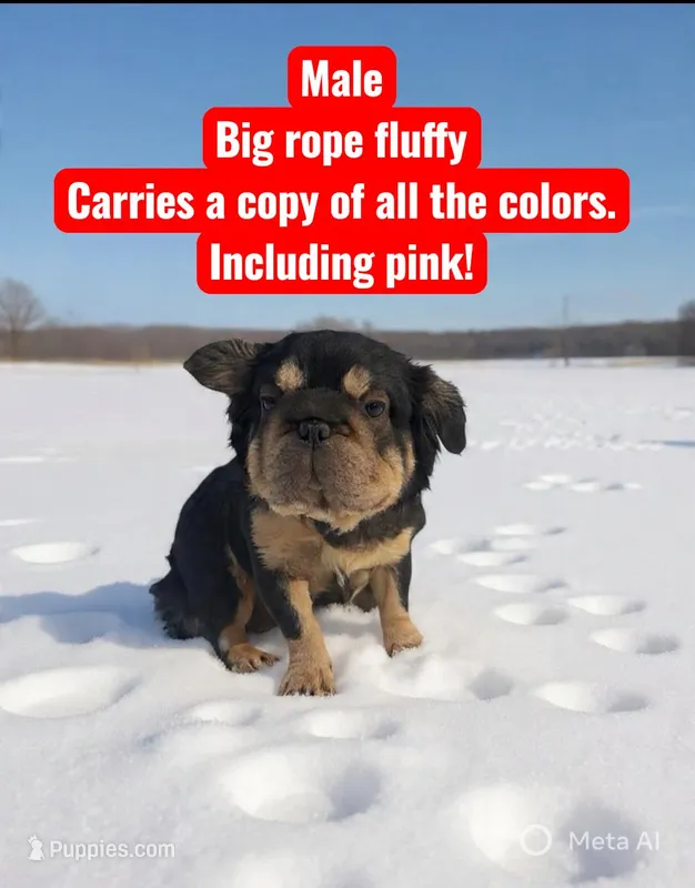 Wally – French Bulldog puppy for sale in Rochester, NY