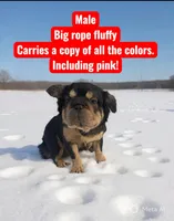 Wally, a male French Bulldog for sale in Rochester, NY – Photo 1 of 2