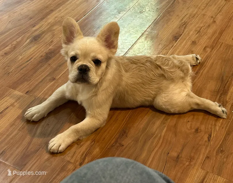 Carmella – French Bulldog puppy for sale in Rochester, NY