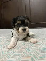 Graham, a male Biewer for sale in Rochester, NY – 1 of 4