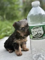 Dory, a female Yorkshire Terrier for sale in Rochester, NY – 5 of 5