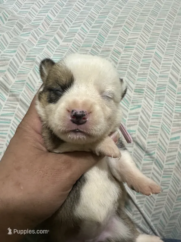 Charlotte – Pembroke Welsh Corgi puppy for sale in Rochester, NY
