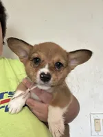 Lt pink, a female Pembroke Welsh Corgi for sale in Rochester, NY – 1 of 2