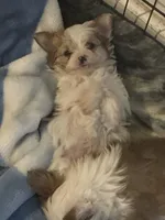 Fluffer, a male Pembroke Welsh Corgi and Yorkshire Terrier for sale in Rochester, NY – Photo 4 of 4