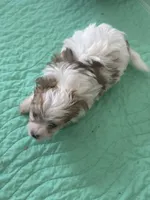 Fluffer, a male Pembroke Welsh Corgi and Yorkshire Terrier for sale in Rochester, NY – Photo 3 of 4