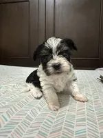 Gabby, a male Biewer for sale in Rochester, NY – 3 of 3