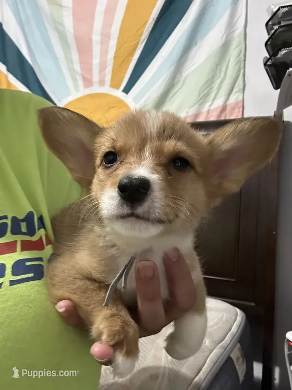 Blue – Pembroke Welsh Corgi puppy for sale in Rochester, NY