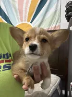 Blue, a male Pembroke Welsh Corgi for sale in Rochester, NY – 1 of 2