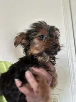 Athena, a female Yorkshire Terrier for sale in Rochester, NY – 3 of 3