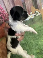 Little man, a male Yorkshire Terrier and Biewer for sale in Rochester, NY – Photo 3 of 3