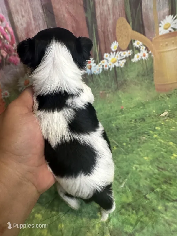 Little man, a male Yorkshire Terrier and Biewer for sale in Rochester, NY – Photo 1 of 3