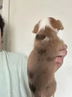 Josh, a male Pembroke Welsh Corgi and Yorkshire Terrier for sale in Rochester, NY – Photo 3 of 3