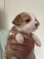 Josh, a male Pembroke Welsh Corgi and Yorkshire Terrier for sale in Rochester, NY – Photo 2 of 3