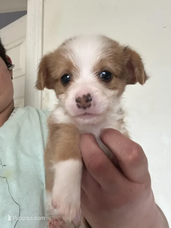 Josh – Pembroke Welsh Corgi, Yorkshire Terrier puppy for sale in Rochester, NY