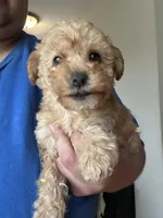 Leonardo, a male Yorkipoo for sale in Rochester, NY – Photo 2 of 4