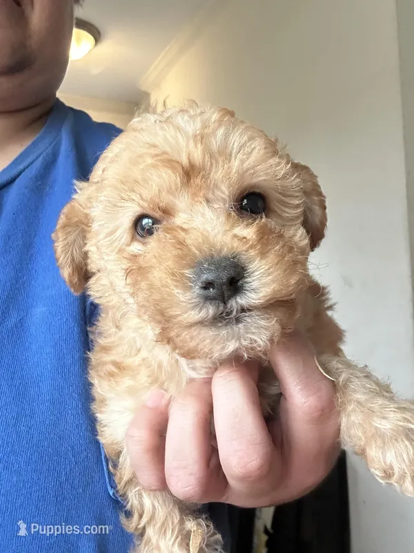 Leonardo – Yorkipoo puppy for sale in Rochester, NY