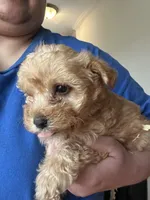 Leonardo, a male Yorkipoo for sale in Rochester, NY – Photo 4 of 4