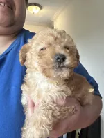 Leonardo, a male Yorkipoo for sale in Rochester, NY – Photo 3 of 4