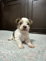 Ginger, a female Biewer for sale in Rochester, NY – 2 of 3