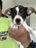 Jake, a male Jack Russell Terrier for sale in Rochester, NY – Photo 2 of 2