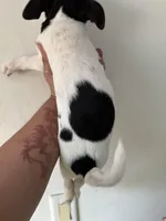 Jake, a male Jack Russell Terrier for sale in Rochester, NY – Photo 1 of 2