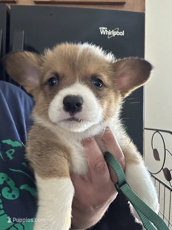 Maverick  – Pembroke Welsh Corgi puppy for sale in Rochester, NY