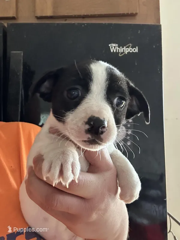 Sophia – Jack Russell Terrier puppy for sale in Rochester, NY