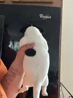 Sophia, a female Jack Russell Terrier for sale in Rochester, NY – Photo 2 of 2