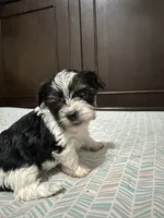Gabby, a male Biewer for sale in Rochester, NY – 1 of 3