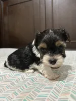 Graham, a male Biewer for sale in Rochester, NY – 3 of 4