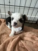 Shasta, a female Pembroke Welsh Corgi and Yorkshire Terrier for sale in Rochester, NY – Photo 4 of 4