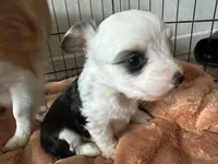 Shasta, a female Pembroke Welsh Corgi and Yorkshire Terrier for sale in Rochester, NY – Photo 2 of 4