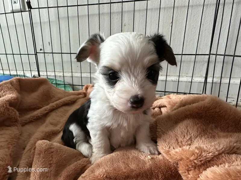 Shasta – Pembroke Welsh Corgi, Yorkshire Terrier puppy for sale in Rochester, NY