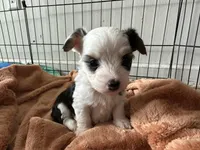 Shasta, a female Pembroke Welsh Corgi and Yorkshire Terrier for sale in Rochester, NY – Photo 1 of 4