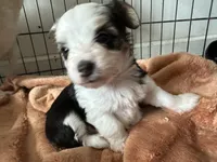 Shasta, a female Pembroke Welsh Corgi and Yorkshire Terrier for sale in Rochester, NY – Photo 3 of 4