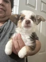 Harry, a male Pembroke Welsh Corgi and Yorkshire Terrier for sale in Rochester, NY – 2 of 3