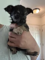 Blake Will be TINY, a male Pembroke Welsh Corgi and Yorkshire Terrier for sale in Rochester, NY – Photo 3 of 3