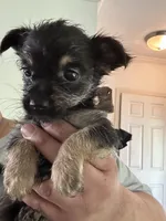 Blake Will be TINY, a male Pembroke Welsh Corgi and Yorkshire Terrier for sale in Rochester, NY – Photo 2 of 3