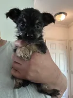 Blake Will be TINY, a male Pembroke Welsh Corgi and Yorkshire Terrier for sale in Rochester, NY – Photo 1 of 3