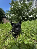 Yellow. Teacup , a male Yorkipoo for sale in Rochester, NY – 4 of 4