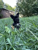 Ebony, a female Yorkshire Terrier and Biewer for sale in Rochester, NY – Photo 3 of 3
