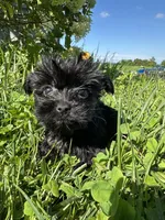 Teacup girl, a female Yorkipoo for sale in Rochester, NY – 2 of 3