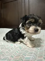 Graham, a male Biewer for sale in Rochester, NY – 2 of 4