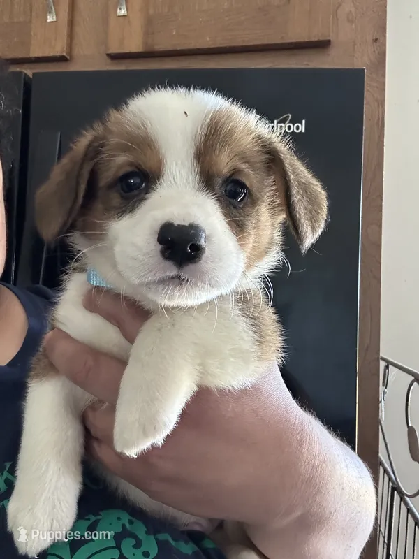 Iceman – Pembroke Welsh Corgi puppy for sale in Rochester, NY