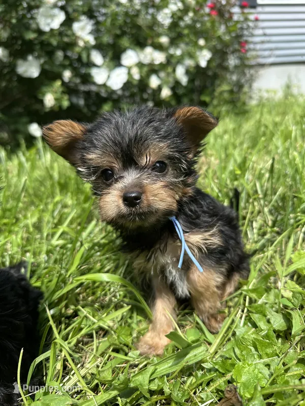 Blue – Yorkipoo puppy for sale in Rochester, NY