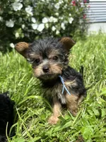 Blue, a male Yorkipoo for sale in Rochester, NY – 1 of 3