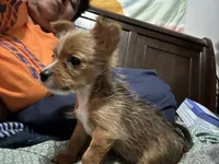 Jesus the TINY, a male Pembroke Welsh Corgi and Yorkshire Terrier for sale in Rochester, NY – 6 of 6